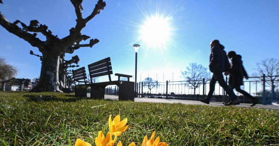 Der Frühling lockt: Krokusse an einer Uferpromenade am Bodensee.