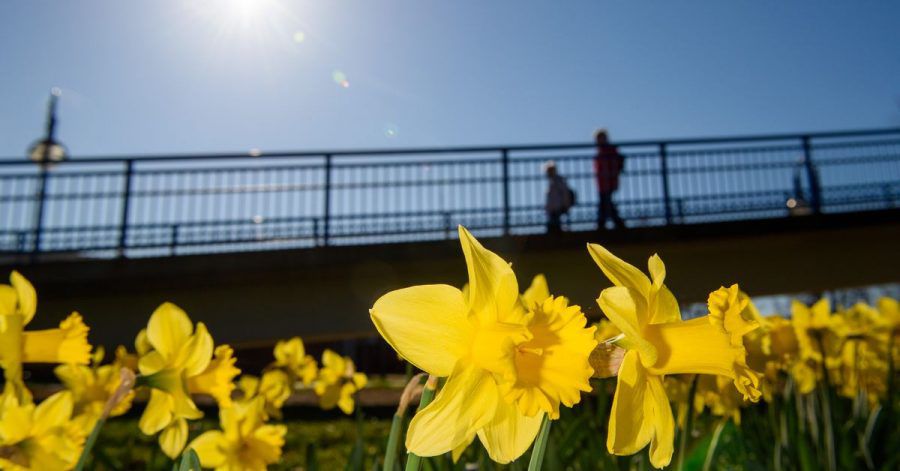 Narzissen blühen in Magdeburg. Darüber scheint die Sonne von einem Wolkenlosen Himmel.