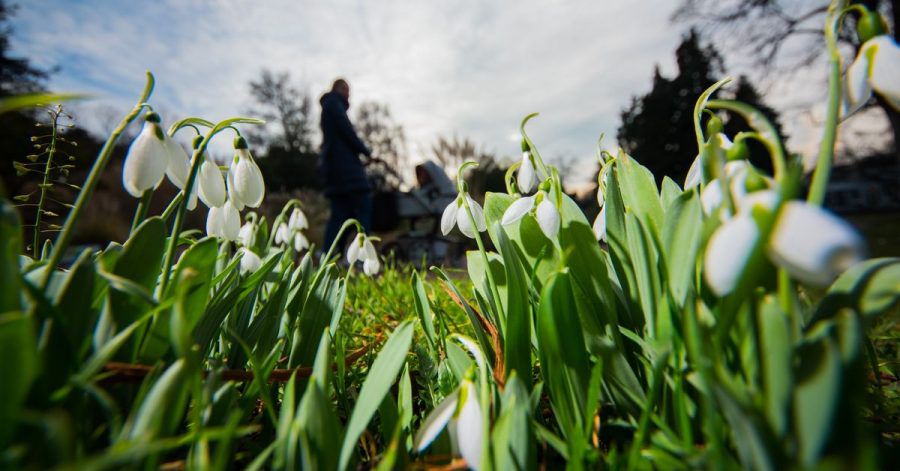 Schneeglöckchen blühen im Vorfrühling. Darauf folgt die Forsythie im Erstfrühling. Erst danach erreicht die Pflanzenwelt den Vollfrühling.