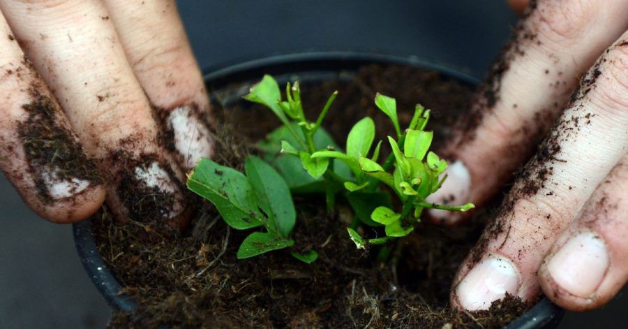 Etwas Fingerspitzengefühl kann beim Umtopfen von Jungpflanzen in frische Erde helfen.