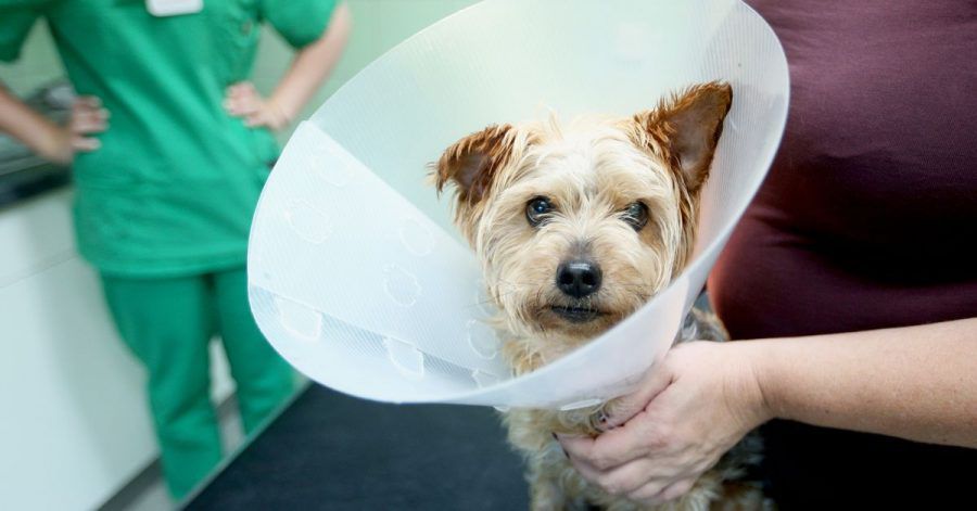 Halskrause nach der OP: Ob Hundehalter ihr Tier kastrieren lassen sollen, müssen sie gut abwägen - einige Argumente sprechen dagegen.