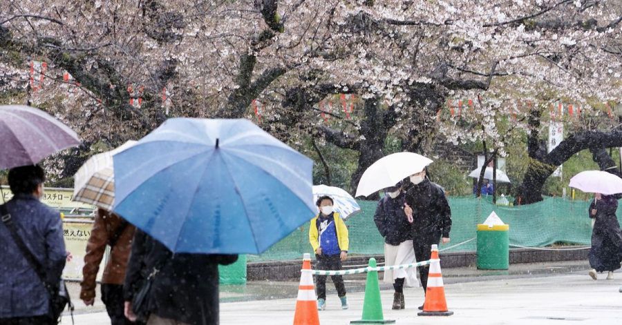 Menschen spazieren bei Regen an Kirschblüten im Ueno Park in Tokio vorbei.