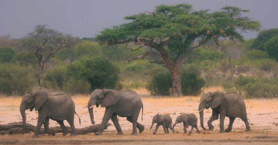 Eine Elefantenherde ist im Hwange-Nationalpark auf der Suche nach Wasser. Der beschränkte Zugang zu Frischwasser könnte eine Ursache für den sinkenden Elefantenbestand sein.