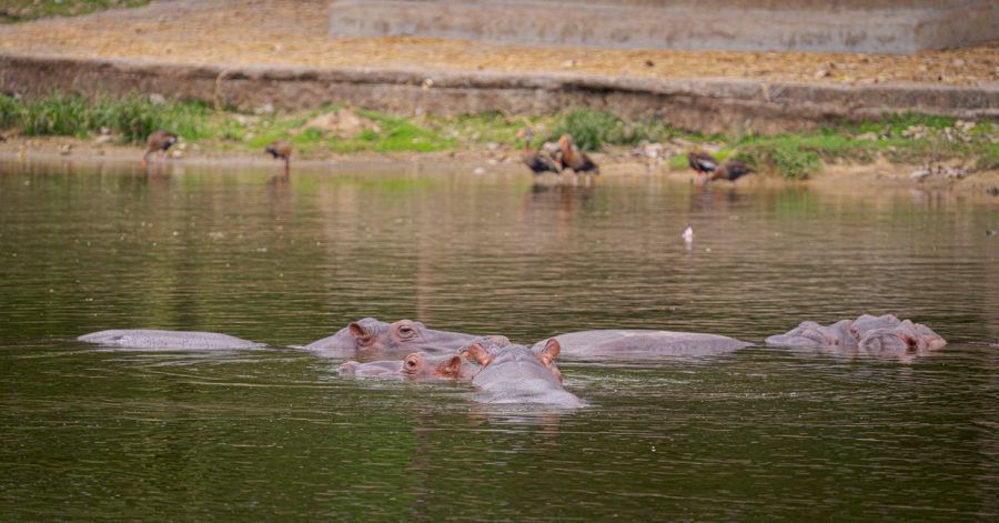 Nilpferde schwimmen in einem der Seen des Parks «Hacienda Napoles». Die Nilpferde, die der Drogenbaron Pablo Escobar nach Kolumbien brachte, breiten sich immer weiter aus.