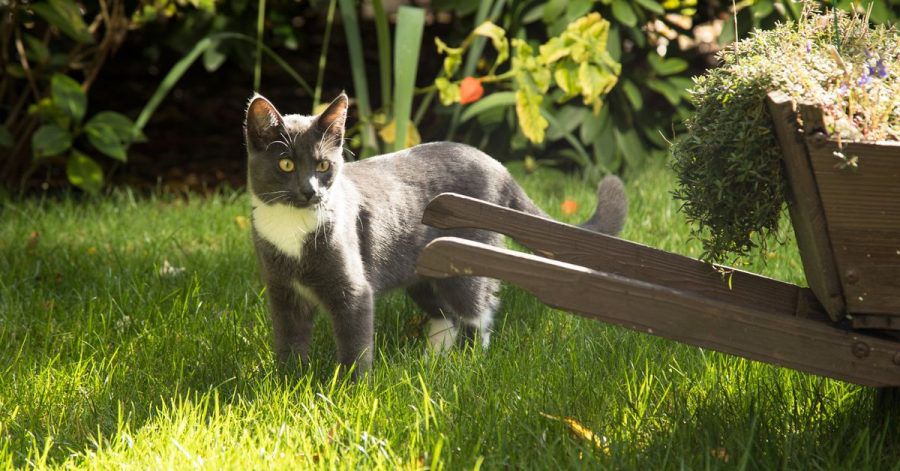 Im Frühling suchen Katzen nicht nur die Wärme der Sonne, sondern auch einen potenziellen Partner für den Nachwuchs.