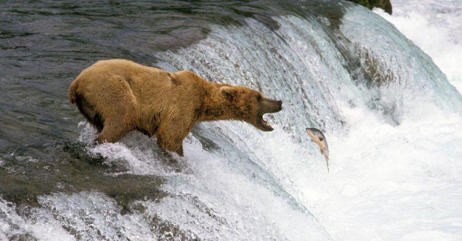 Festmahl im Fluss: In Alaska können Reisende Bären beim Fangen von Lachsen und anderen Fischen beobachten.