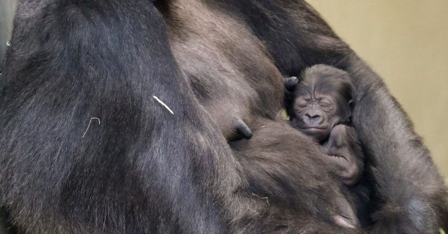 Das Mitte Februar geborene, noch namenlose Gorilla-Mädchen im Arm seiner Mutter Bibi.