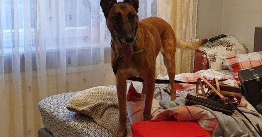 Ein Suchhund der Polizei steht in einer Wohnung auf einem Bett. Sechs mutmaßliche Drogenhändler sind bei einer Razzia in Berlin verhaftet worden.