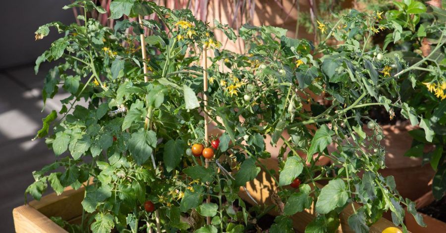 Werden Pflanzen für Balkon oder Beet ausgesät, muss auf ausreichend Licht und Luft geachtet werden.