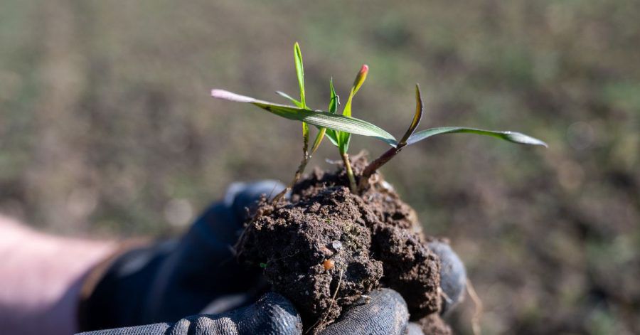 Ein eigener Garten wird in vielen Städten mittlerweile zum Luxus - die Wartelisten explodieren.