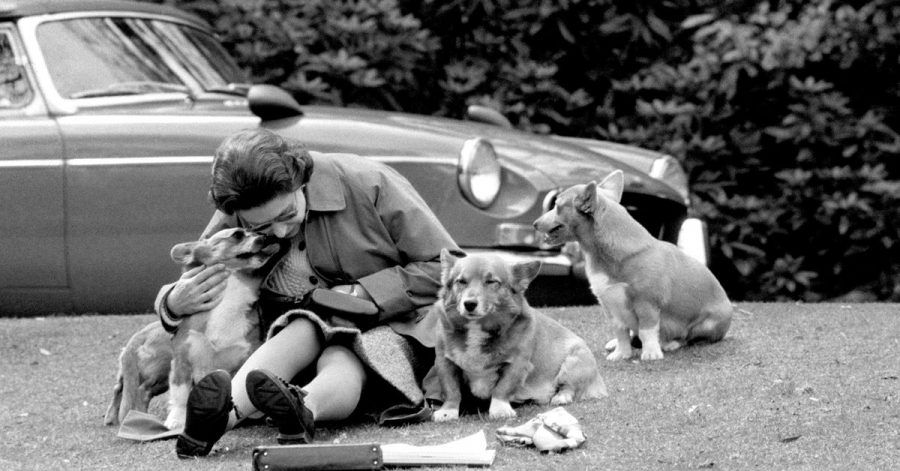 Königin Elizabeth II. gilt als Tierfreundin. Corgis mag sie besonders. Das war schon immer so, wie hier 1973.