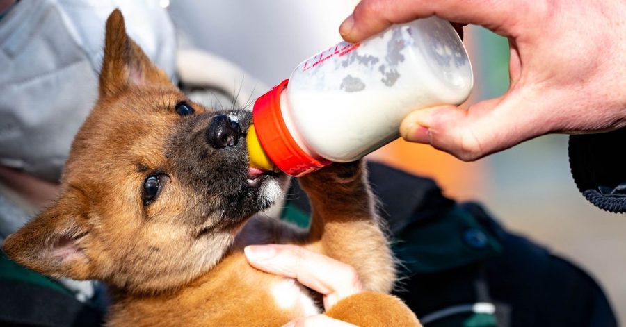 Der Dingo-Welpe bekommt im Tierpark Neumünster ein Fläschen mit Milch.