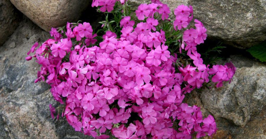 Knalliges Pink und würziger Duft: Der Phlox entfaltet seine ganze Wirkung an lauen Sommerabenden.