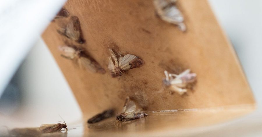 Tod in der Pheromonfalle: Wer Dörrobstmotten im Haus hat, sollte die Schränke gründlich reinigen, um die Falter wieder los zu werden.