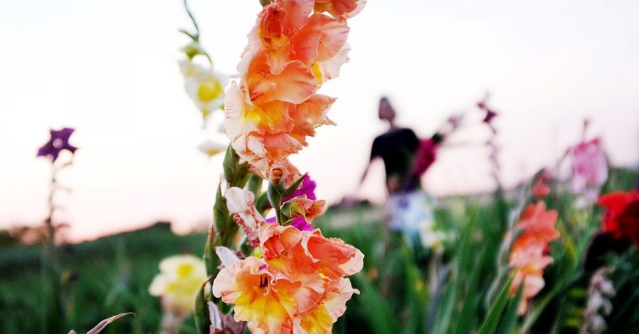 Statt Schnittblumen auf einem Feld zu pflücken, können Gartenbesitzer sie auch in einem Beet säen - dann aber nicht zu dicht setzen.
