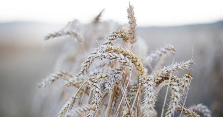 In vielen Getreidesorten steckt Gluten.