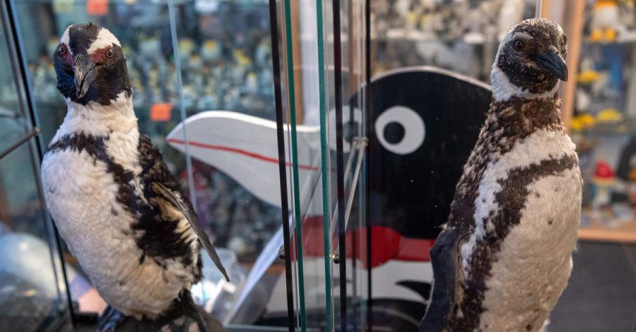Pinguine, wohin das Auge reicht: Ob als Plüschtier, als Sammlerfigur oder auf Krawatten - im Pinguin-Museum Cuxhaven wimmelt es vor Frackträgern.
