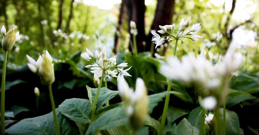 Bärlauch (Allium ursinum) ist gefährlich für Hund und Pferd. Fressen sie davon, kann es bei den Tieren die roten Blutkörperchen zerstören, was zu Blutarmut führt.