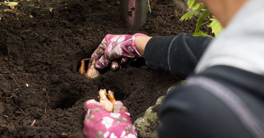 Wühlmäuse mögen bestimmte Blumenzwiebeln nicht: So kann es helfen, Narzissen ins Beet zu pflanzen, um die gefräßigen Nager abzuhalten.