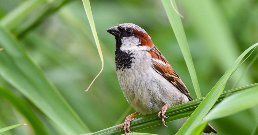 Spatzen und andere Vögel können zuweilen ziemlich laut sein und Schmutz machen, damit müssen Mieter leben.