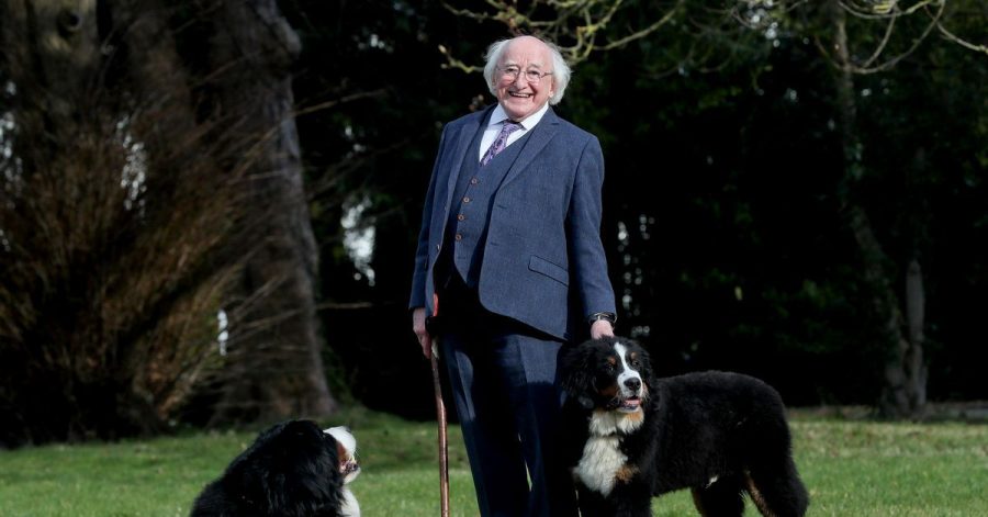Michael D. Higgins, Präsident von Irland, zeigt bei einem Spaziergang seinen neuen fünf Monate alten Berner Sennenhund Misneach (r, Irisch für «Mut»).