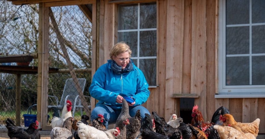 Karin Jaskowsky füttert im Gehege einen Teil der Dorfhühner.