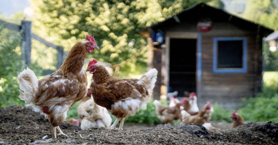 Wer einen eigenen Garten hat, darf auch Hühner besitzen. Sie müssen allerdings dem zuständigen Veterinäramt und der Tierseuchenkasse gemeldet werden.