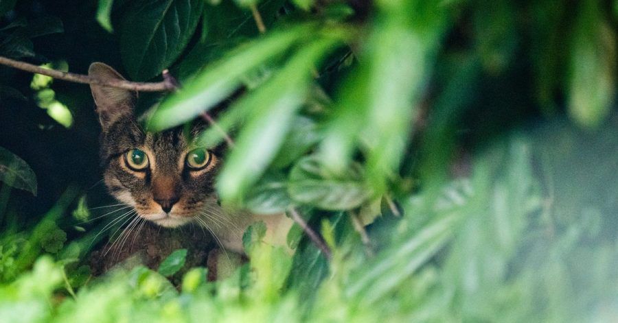 Katzen fehlt ein spezifisches Enzym, um den Antizeckenwirkstoff Permethrin im Körper umzuwandeln. Es können schwere Vergiftungserscheinungen auftreten.