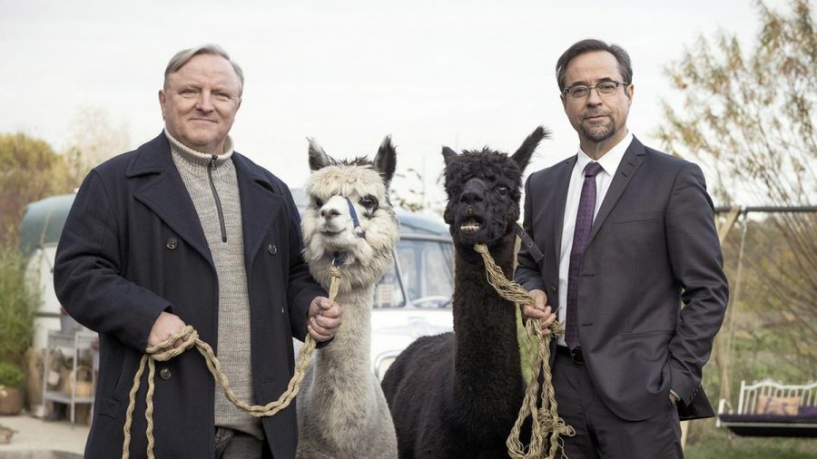 Kommissar Frank Thiel (Axel Prahl, l.) und Prof. Karl-Friedrich Boerne (Jan Josef Liefers) mit zwei Alpakas im "Tatort: Rhythm and Love". (ili/spot)