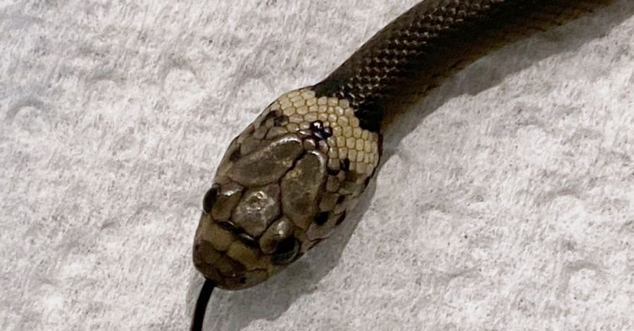 Das vom Wildlife Information, Rescue and Education Service (WIRES) zur Verfügung gestellten Foto zeigt eine blassköpfige Schlange (Pale-headed Snake).