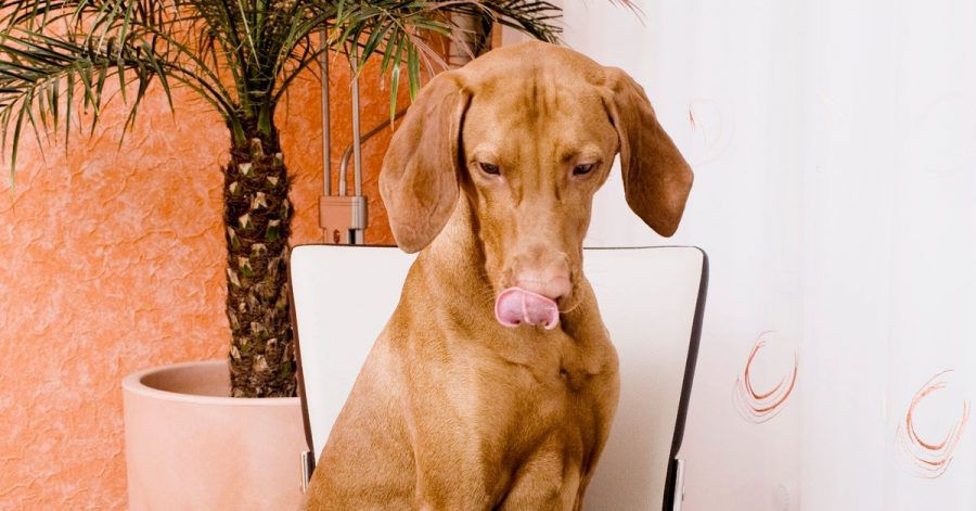 Nicht alles, was lecker aussieht, ist für Hunde auch geeignet: Einige Lebensmittel können ernsthafte Schäden auslösen.