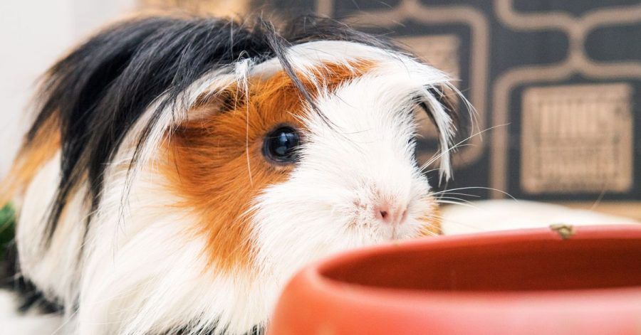Meerschweinchen lassen sich auch drinnen problemlos halten: Wichtig ist dann ein großzügiges Gehege mit Möglichkeiten zum Unterschlüpfen.