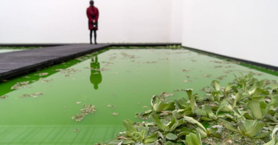 Dort, wo in der Fondation Beyerler in Riehen sonst an den Wänden Kunstwerke hängen, können Besucher durch die grüne Wasserlandschaft flanieren.
