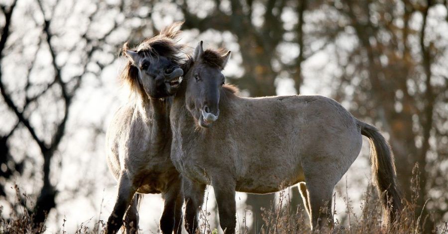 Konik-Wildpferde in freier Natur - vier Exemplare wurden nun auch an den Ivenacker Eichen in Mecklenburg-Vorpommern angesiedelt.