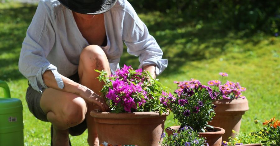 Frostempfindliche Pflanzen wie diese Bougainvillea sollten Gärtner erst nach den Eisheiligen dauerhaft nach draußen pflanzen.