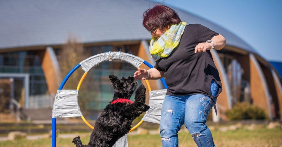 Jutta Gaßmann unternimmt mit ihrem Hund Gil der Rasse American Cocker Spaniel einen Weltrekordversuch im Reifensprung.