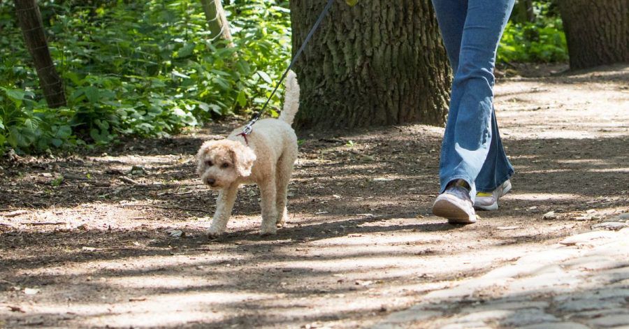 Wer mit dem Hund im Wald spazieren gehen will, sollte auf Wildschweine und Rehe Rücksicht nehmen.