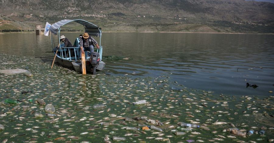Freiwillige sammeln tote Karpfenfische aus dem Qaraoun-Stausee im Beqaa-Tal im Ostlibanon.