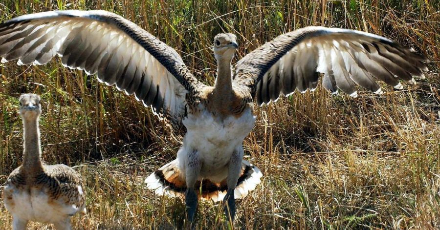 Der auch als «Märkischer Strauß» bekannte Vogel gehört mit bis zu 17 Kilo zu den schwersten flugfähigen Vögeln der Welt.