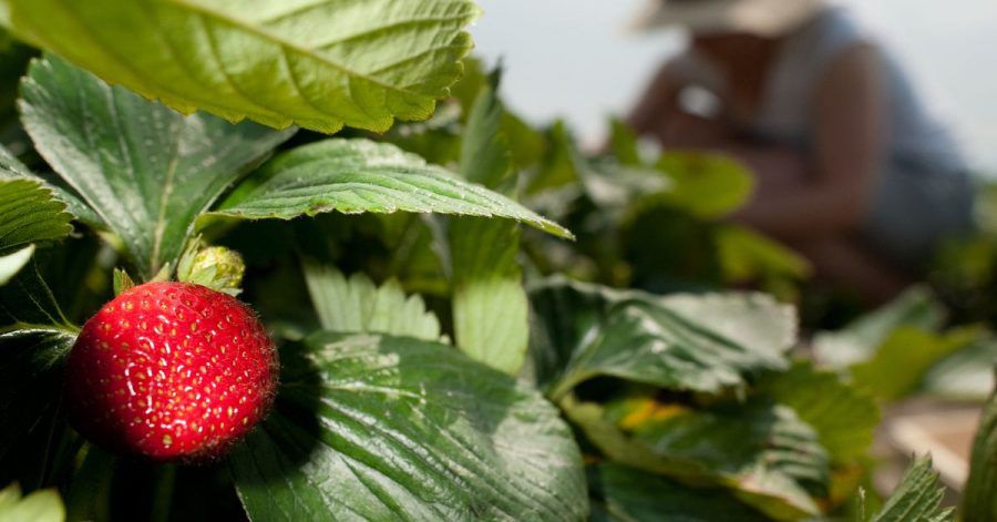 Erdbeeren brauchen eine gute Nährstoffversorgung sowie einen lockeren Boden.
