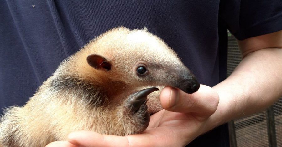 Rund 700 Gramm bringt der zehn Wochen alte Tamandua auf die Waage. Einen Namen hat das Tier noch nicht.