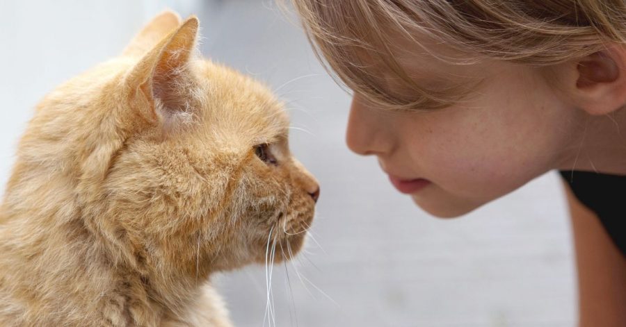 So macht man seinem Stubentiger eine Liebeserklärung: Der Katze zunächst entspannt in die Augen schauen. Dann die eigenen Augen langsam schließen und dann gleich wieder öffnen - aber nur ein Stückchen. Wenn man Glück hat, blinzelt die Katze zurück.