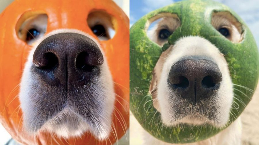 Ist er Cros Nachfolger? Dieser Hund LIEBT Masken!