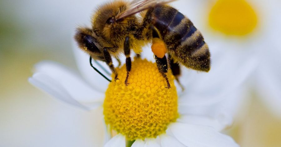 Anflug auf einen Pollen-Lieferanten: Manche Bienenarten sind Generalisten, andere stark spezialisiert.
