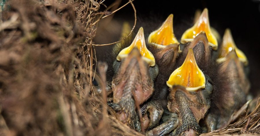 Rotkehlchen-Küken sitzen mit geöffneten Schnäbeln in ihrem Nest.