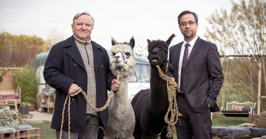 Kommissar Frank Thiel (Axel Prahl, l) und Prof. Karl-Friedrich Boerne (Jan Josef Liefers, r) mit zwei Alpakas.