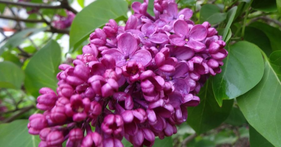 Ein Klassiker und eine besonders schöne Sorte unter den Edelfliedern: 'Andenken an Ludwig Späth' (Syringa vulgaris 'Andenken an Ludwig Späth').