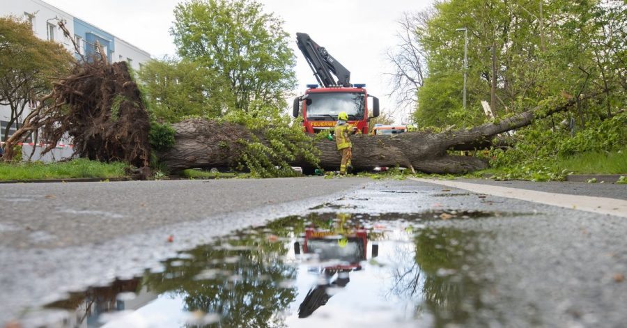 Feuerwehrkräfte bergen eine umgestürzte Pappel im Hannoveraner Heideviertel.