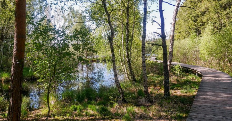 Holzstege führen durch das Pfrunger-Burgweiler Ried.