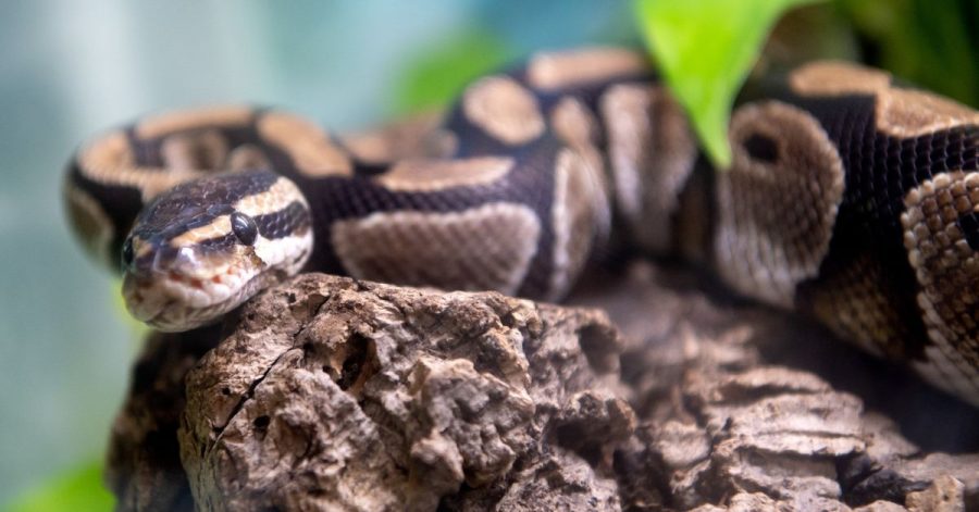 Eine Königspython liegt in der Auffangstation für Reptilien in ihrem Terrarium. Wenn Besitzer von Reptilien sterben, landen die Tiere etwa in der Münchner Auffangstation.